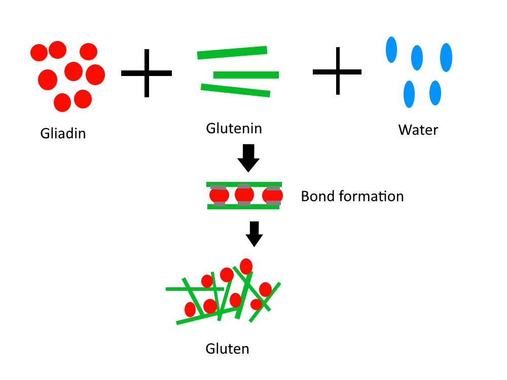 Gluten – What It Is and How It Forms