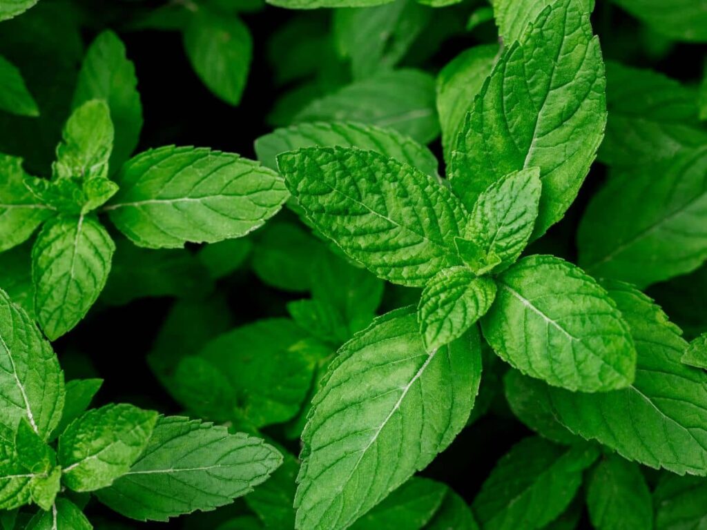 Fresh mint leaves